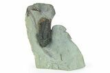 Black Shelled, Bondonella Sdzuyi Trilobite - Taroudant, Morocco #252093-1